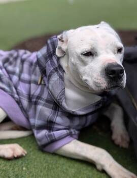 Rescue Boxer Dogs for Adoption in Charlotte, North Carolina - Roxanne | PetCurious