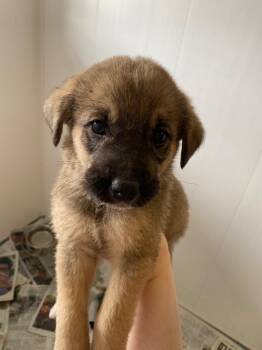 Shepherd and Great Pyrenees Dogs Available for Adoption in Winnipeg, Manitoba - Fickus | PetCurious