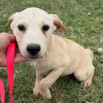 Aurora -  Australian Cattle Dog Blue Heeler and Labrador Retriever Dog for Adoption in Aledo, Texas - Aurora | PetCurious