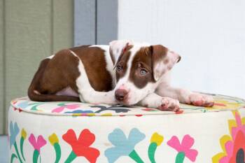 Cars Litter - Sally -  Mixed Breed Dog for Adoption in Savage, Minnesota - Cars Litter - Sally | PetCurious