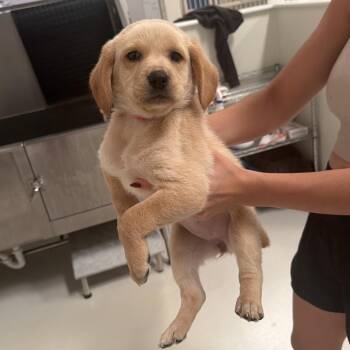 Butterfly -  Labrador Retriever Dog for Adoption in Chicago, Illinois - Butterfly | PetCurious