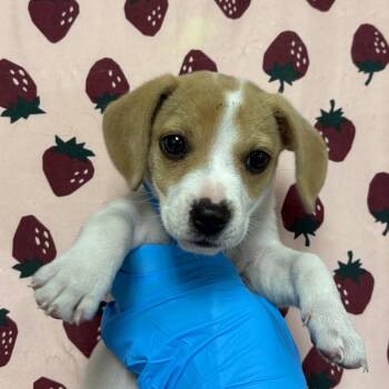 Bubbles -  Dachshund and Mixed Breed Dog for Adoption in San Antonio, Texas - Bubbles | PetCurious