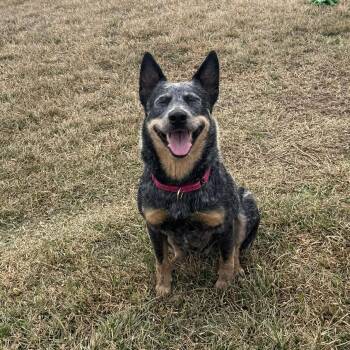Australian Cattle Dog Blue Heeler Dogs Available for Adoption - Macy | PetCurious