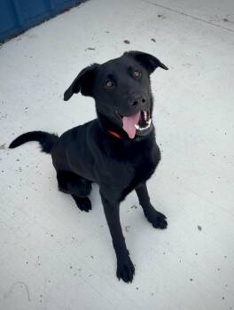 Black Labrador Retriever and Shepherd Dogs Available for Adoption in Kalamazoo, Michigan - Blue | PetCurious