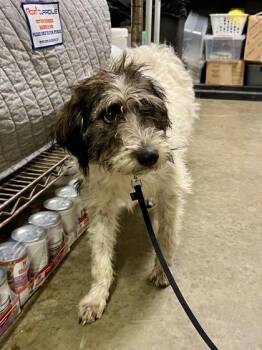 Rescue Terrier Dogs for Adoption in Marshall, North Carolina - Mary Poppins | PetCurious