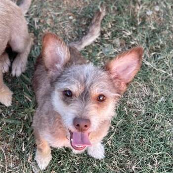 Chase -  Border Terrier and Schnauzer Dog for Adoption in Sadler, Texas - Chase | PetCurious