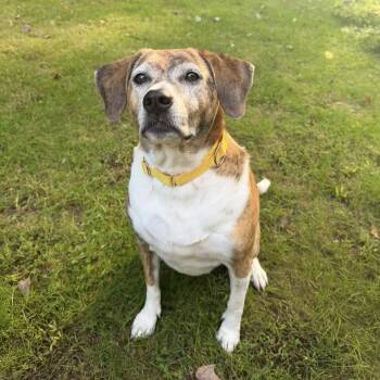 Zoey -  Hound and Beagle Dog for Adoption in Pelham, New Hampshire - Zoey | PetCurious