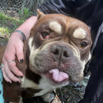 Bulldog Dogs Available for Adoption in Columbia, South Carolina - Barnaby | PetCurious