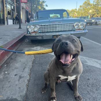 American Staffordshire Terrier Dogs Available for Adoption in Marina Del Rey, California - Max | PetCurious