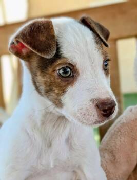 Pit Bull Terrier Dogs Available for Adoption in Ridgecrest, California - 26-108 | PetCurious