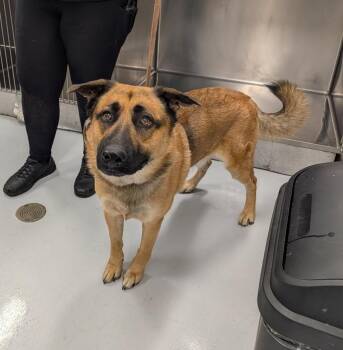 Rescue Shepherd Dogs for Adoption in Bourbonnais, Illinois - Hopper | PetCurious