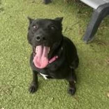 Miley -  German Shepherd Dog Dog for Adoption in Hilliard, Ohio - Miley | PetCurious