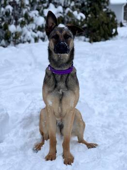 Belgian Shepherd Malinois and German Shepherd Dog Dogs Available for Adoption - Toast | PetCurious
