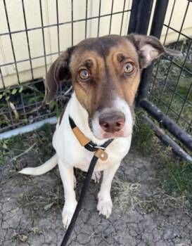 Rescue Beagle Dogs for Adoption in Orland Hills, Illinois - May | PetCurious