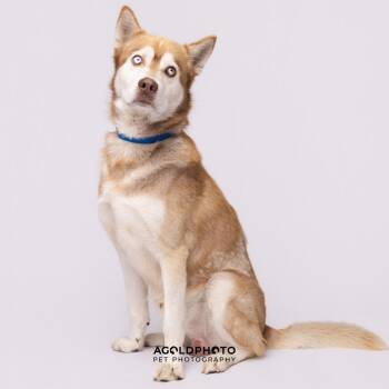 Husky and Siberian Husky Dogs Available for Adoption - Thiago | PetCurious