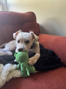 Rescue Terrier and Mixed Breed Dogs for Adoption in Fort Worth, Texas - Odie | PetCurious