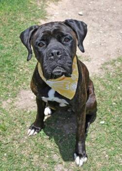 ATHENA -  Boxer Dog Available for Adoption in Park Row, Texas - ATHENA | PetCurious