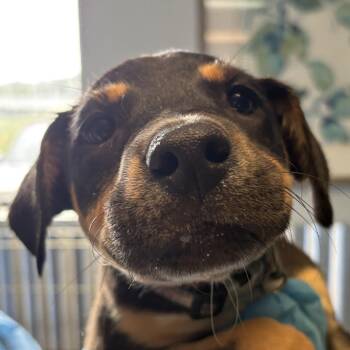 Barnacle-boy -  Shepherd and Mixed Breed Dog for Adoption in Flagstaff, Arizona - Barnacle-boy | PetCurious