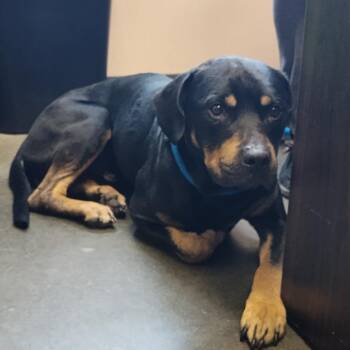 Mixed Breed Dogs Available for Adoption in Dickinson, Texas - Peter Pan | PetCurious