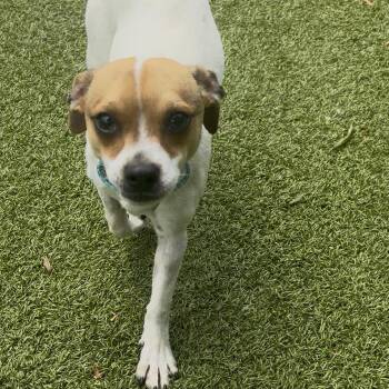 Surf -  Chihuahua and Mixed Breed Dog for Adoption in Charlottesville, Virginia - Surf | PetCurious