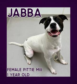 Rescue Pit Bull Terrier Dogs for Adoption in Danville, Indiana - Jabba | PetCurious