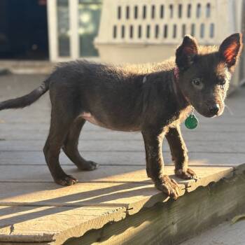 Rescue Mixed Breed Dogs for Adoption in Buffalo, Minnesota - Ellie Bellie | PetCurious