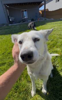 Arabella -  Australian Cattle Dog Blue Heeler Dog for Adoption in San Rafael, California - Arabella | PetCurious