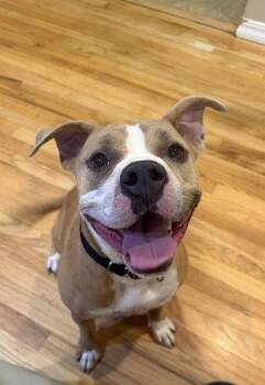 Winnie -  Pit Bull Terrier Dog for Adoption in Denver, Colorado - Winnie | PetCurious
