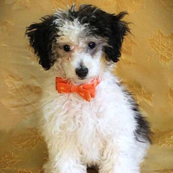 Mickey -  Miniature Poodle Dog for Adoption in Cincinnati, Ohio - Mickey | PetCurious