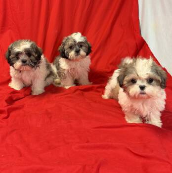 Janet -  Shih Tzu Dog for Sale in Townsend, Delaware - Janet | PetCurious