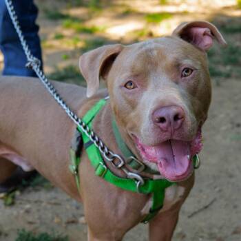 Buddy Jackson -  Pit Bull Terrier Dog for Adoption in Baltimore, Maryland - Buddy Jackson | PetCurious