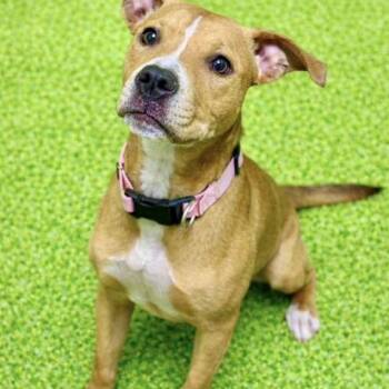 Pit Bull Terrier Dogs Available for Adoption in Battle Creek, Michigan - Debbie | PetCurious