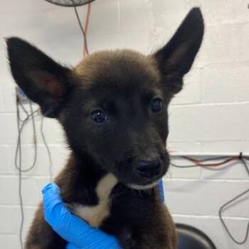 Madara -  Terrier and Shepherd Dog for Adoption in Hattiesburg, Mississippi - Madara | PetCurious