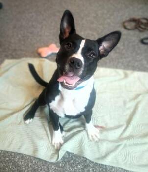 Ollie -  Pit Bull Terrier and Mixed Breed Dog for Adoption in Westland, Michigan - Ollie | PetCurious