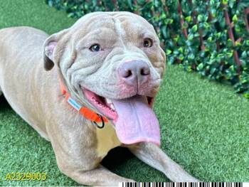 Mixed Breed Dogs Available for Adoption in West Palm Beach, Florida - SIR | PetCurious