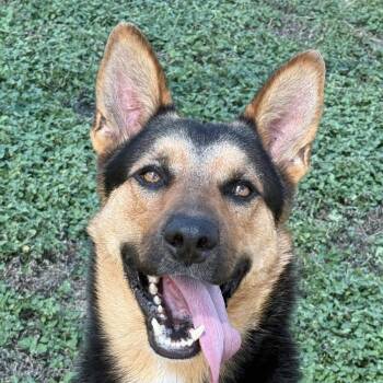 Rooster -  German Shepherd Dog and Mixed Breed Dog for Adoption in Brenham, Texas - Rooster | PetCurious