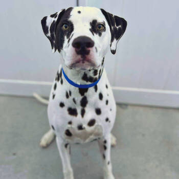 Rescue Dalmatian Dogs for Adoption in Zuni, Virginia - Chief | PetCurious