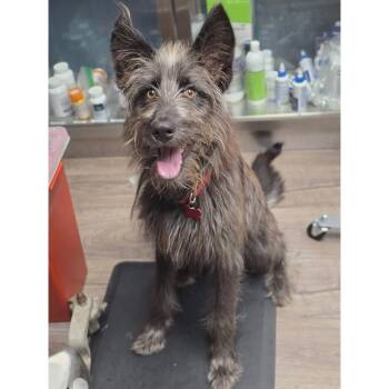 Junie -  Schnauzer and Cairn Terrier Dog for Adoption in Boulder, Colorado - Junie | PetCurious