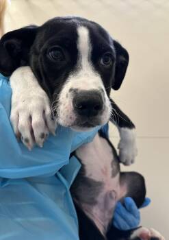 Aires -  Pit Bull Terrier Dog for Adoption in Healdsburg, California - Aires | PetCurious