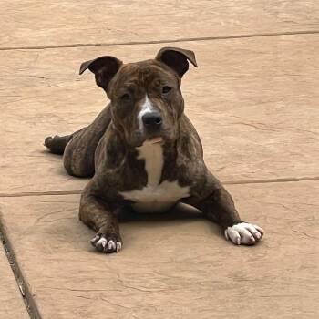 Pit Bull Terrier and Mixed Breed Dogs Available for Adoption in Turlock, California - April | PetCurious