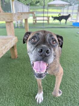 Nadine -  Boxer Dog for Adoption in Richmond, Kentucky - Nadine | PetCurious