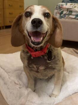 Rescue Beagle Dogs for Adoption in Honeoye Falls, New York - Plumpkin | PetCurious