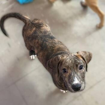 Mixed Breed Dogs Available for Adoption - Elvis | PetCurious