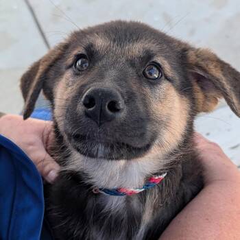 Shepherd Dogs Available for Adoption in Long Beach, California - Dragonfly | PetCurious