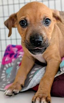 Barry -  Mixed Breed Dog for Adoption in St. Augustine, Florida - Barry | PetCurious