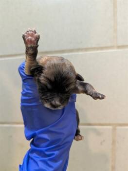 Mixed Breed Dogs Available for Adoption - SUE | PetCurious