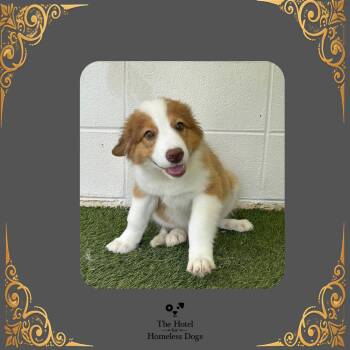 Nico -  Cattle Dog and Mixed Breed Dog for Adoption in Cumberland, Rhode Island - Nico | PetCurious