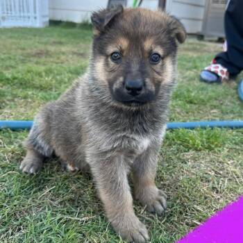 German Shepherd Dog Dogs Available for Adoption in Tulsa, Oklahoma - Twix | PetCurious