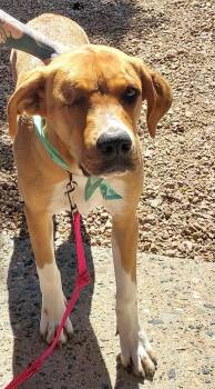Sandy -  Mixed Breed Dog for Adoption in Chino Valley, Arizona - Sandy | PetCurious