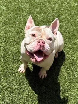 Rescue French Bulldog and English Bulldog Dogs for Adoption in San Marcos, California - Can You Foster Her?  Sweet Girl!  Please Help Pearl | PetCurious